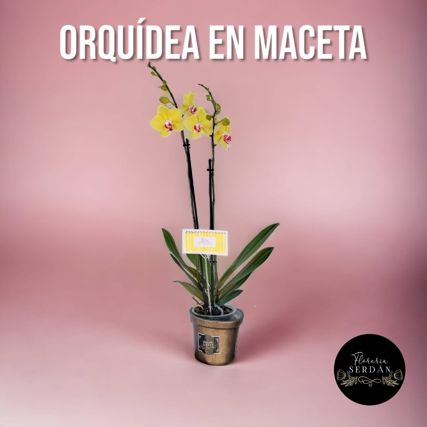 Orquídea en maceta